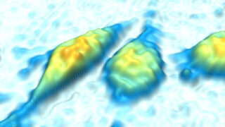 Yellow cells on a blue background imaged with HoloMonitor M4