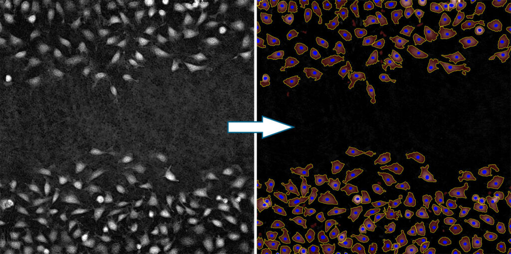 Image showing black and white cells to the left, and the same cells segmented to the right.