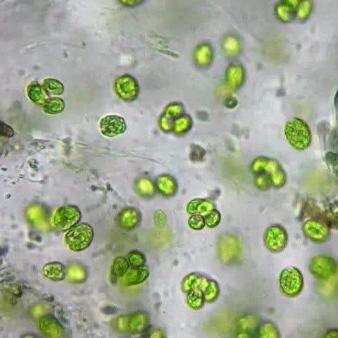 Microscopy image of green algae illustrating a shallow focal depth.